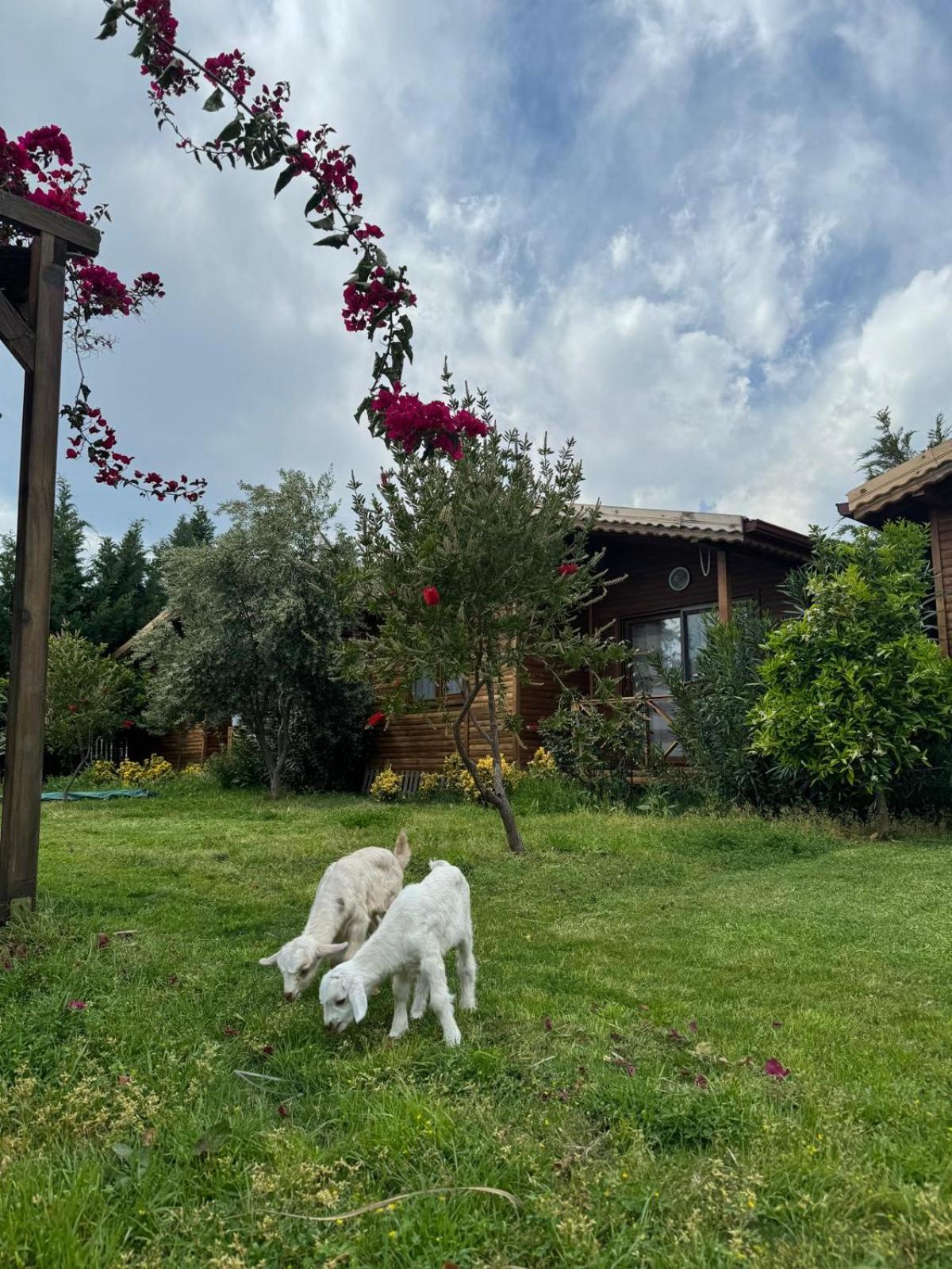 Em-Ba Butik Bungalov Demre Esterno foto